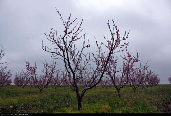 شکوفه های بهاری در دشت مغان