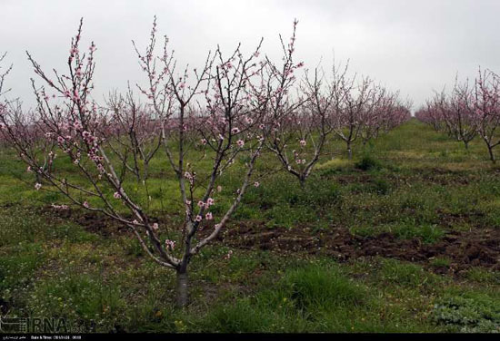 شکوفه های بهاری در دشت مغان