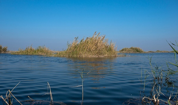 کارشناسان خوزستانی پرندگان بخش عراقی 