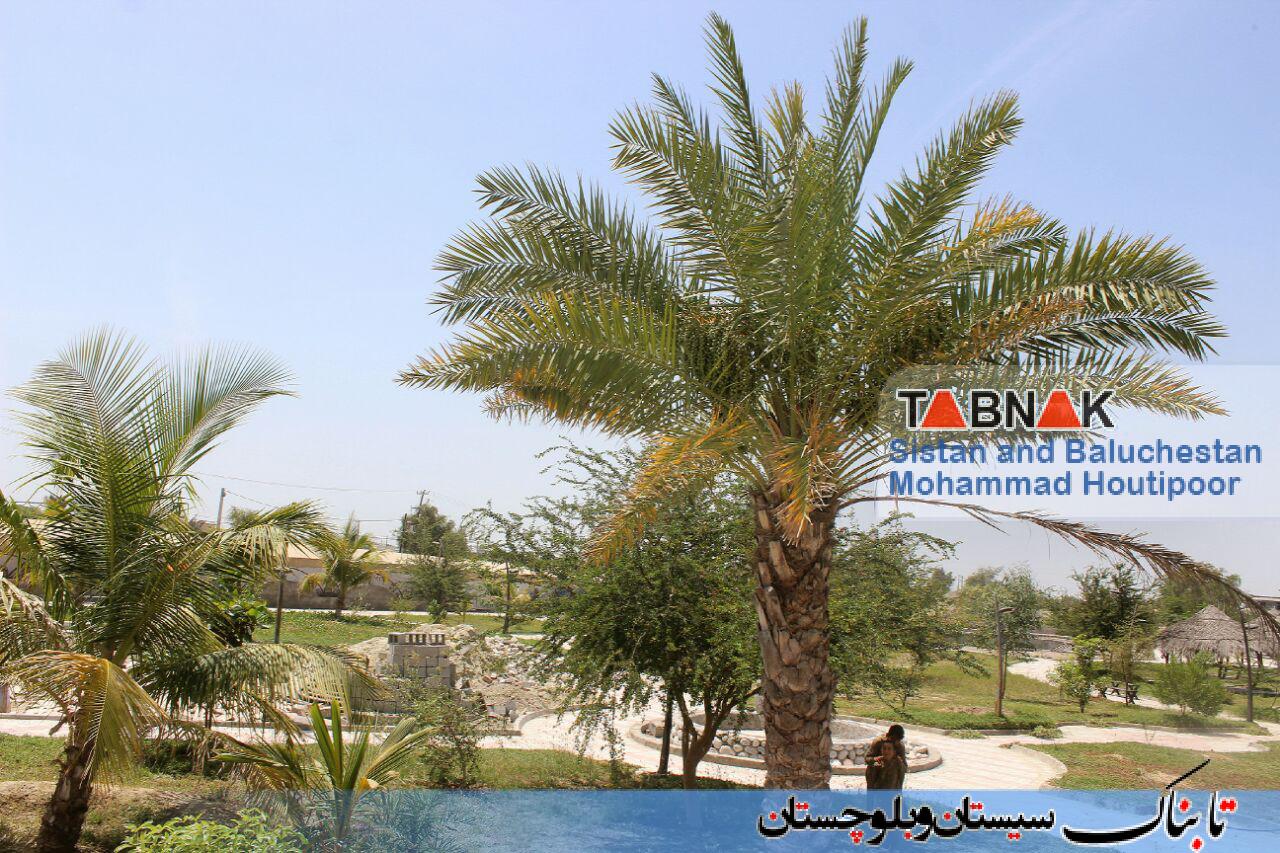 گزارش تصویری: درختان سر به فلک کشیده نخل و نارگیل زرآباد گزارش تصویری: درختان سر به فلک کشیده نخل و نارگیل زرآباد