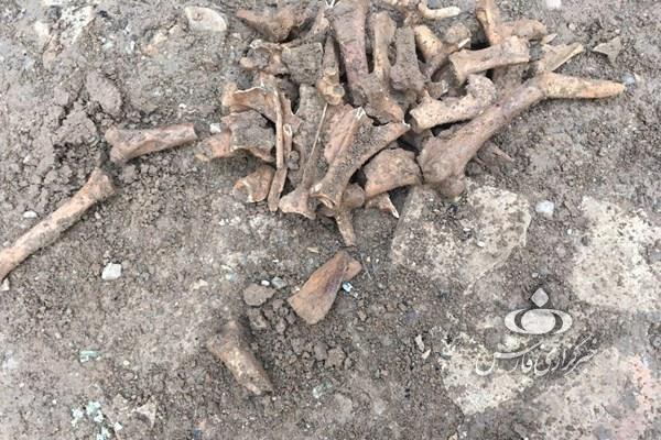 کشفیات جدید باستان شناسان در کنار خمرههای شهر ری+ عکس کشفیات جدید باستان شناسان در کنار خمرههای شهر ری+ عکس