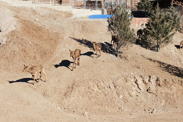 سه دره از سافاری پارک قزوین افتتاح شد سه دره از سافاری پارک قزوین افتتاح شد