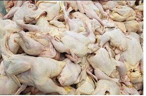 صادرات گوشت مرغ ممنوع میشود