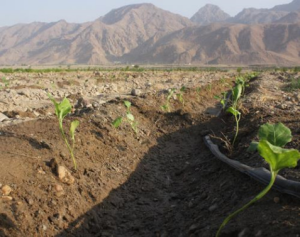 کشت بادمجان در میناب آغاز شد
