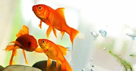 انتشار بیماری کرونا از طریق واردات ماهی قرمز به کشور کذب است