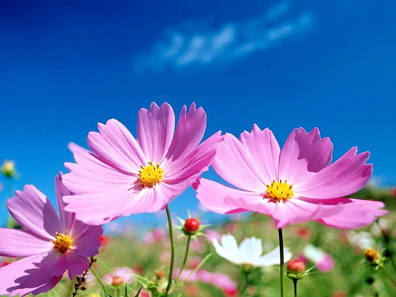 وزش بادهای نسبتا شدید شمالی در برخی از مناطق استان وزش بادهای نسبتا شدید شمالی در برخی از مناطق استان