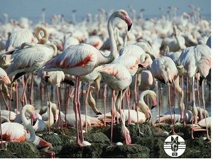 جوجهآوری هزاران فلامینگو در خورهای تالاب شادگان + عکس