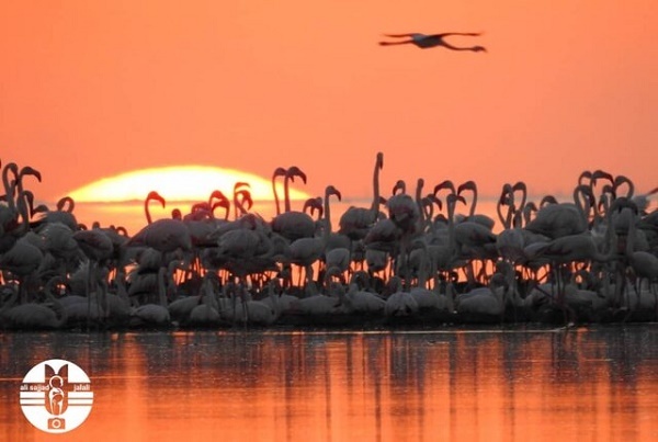 جوجهآوری هزاران فلامینگو در خورهای تالاب شادگان + عکس جوجهآوری هزاران فلامینگو در خورهای تالاب شادگان + عکس