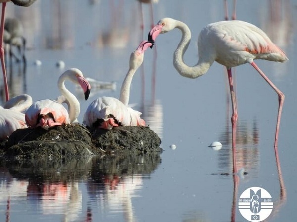 جوجهآوری هزاران فلامینگو در خورهای تالاب شادگان + عکس جوجهآوری هزاران فلامینگو در خورهای تالاب شادگان + عکس