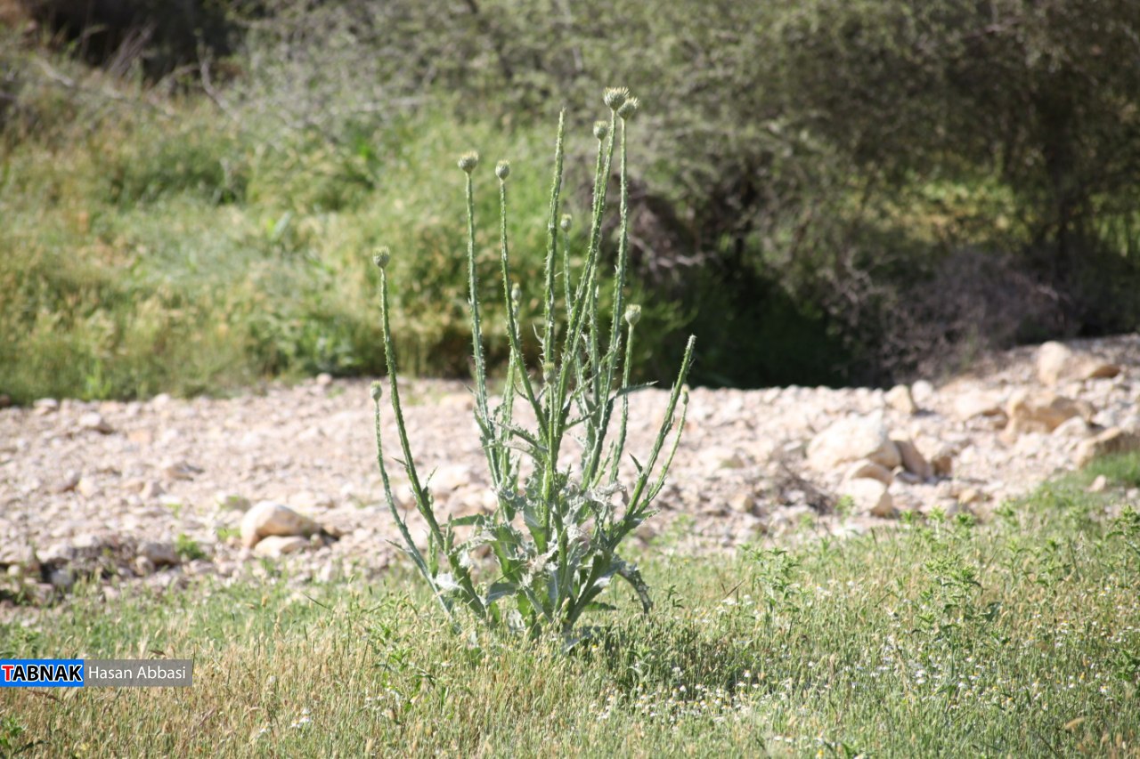 تنگ خلیل تنگ خلیل