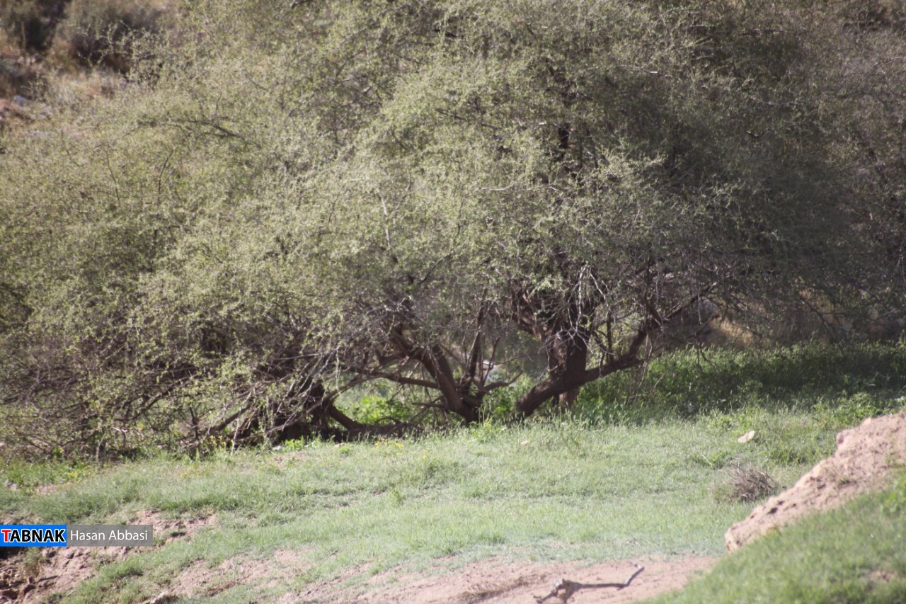 تنگ خلیل تنگ خلیل