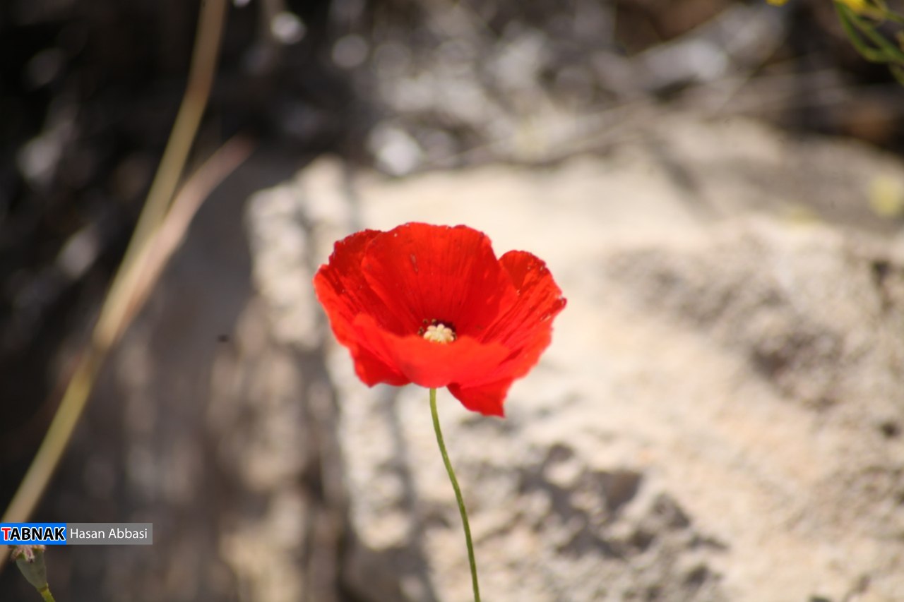 تنگ خلیل تنگ خلیل