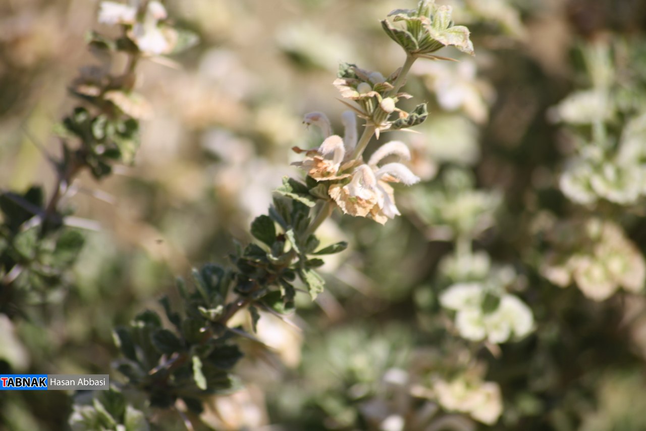 تنگ خلیل تنگ خلیل