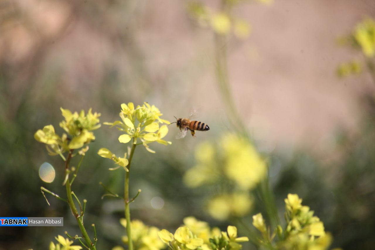 تنگ خلیل تنگ خلیل