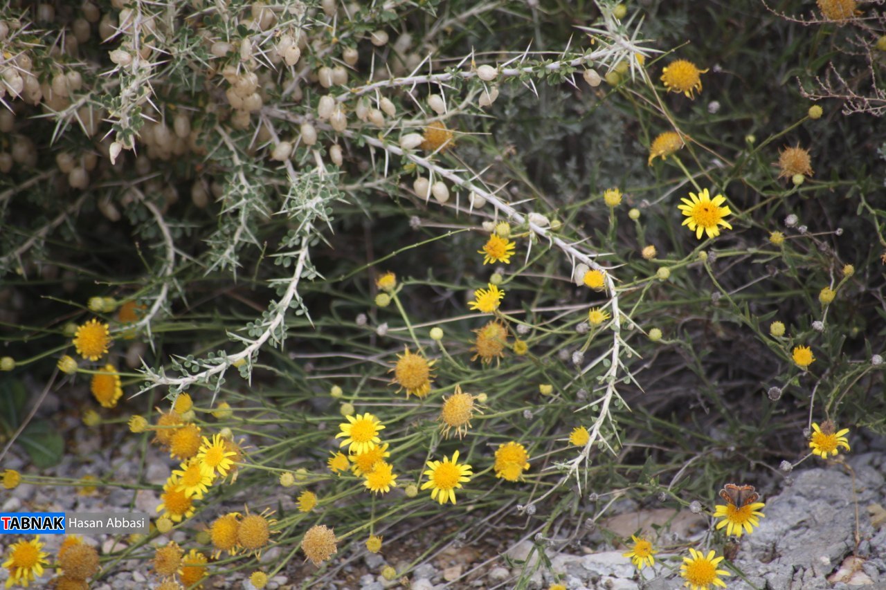 تنگ خلیل تنگ خلیل