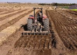 بیش از ۶۰ هزار هکتار از اراضی سنقروکلیایی زیر کشت گندم بیش از ۶۰ هزار هکتار از اراضی سنقروکلیایی زیر کشت گندم