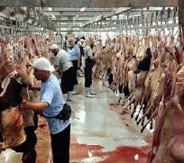 ممنوعیت کشتار دام آبستن در کشتارگاه ساوجبلاغ