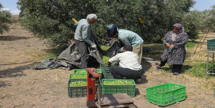 برداشت۳ هزار تن زیتون در جنوب کرمان
