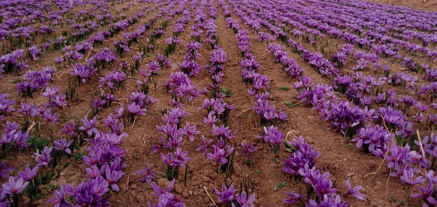 کشت زعفران در روستای بیمنجگان