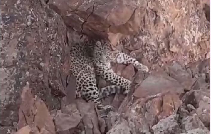 مشاهده چهار قلاده پلنگ ایرانی در ارتفاعات خواف