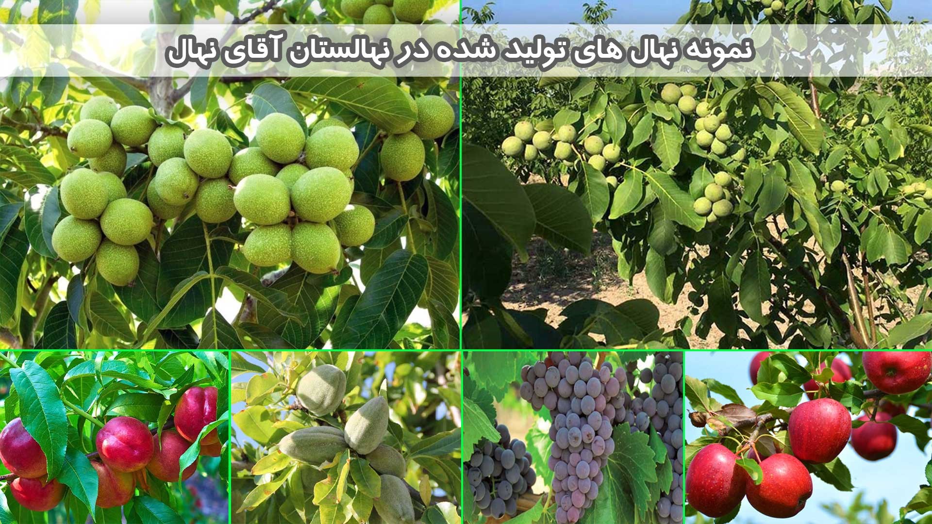 با خرید 100 عدد نهال 20 نهال و پک کود از آقای نهال هدیه بگیرید با خرید 100 عدد نهال 20 نهال و پک کود از آقای نهال هدیه بگیرید