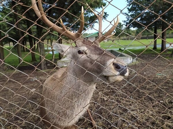 فنس کشی جایگاه مرالهای قرق بعد از ۵۰ سال اجرایی شد