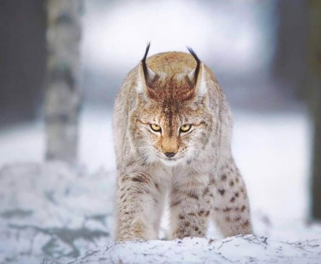 بازگشت گونه نادر گربه وحشی به دامان طبیعت بختگان+فیلم بازگشت گونه نادر گربه وحشی به دامان طبیعت بختگان+فیلم