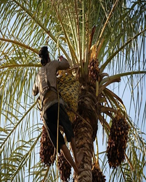 خرما در دست دلالان/ معیشت ۲۵۰ هزار بوشهری در خطر است