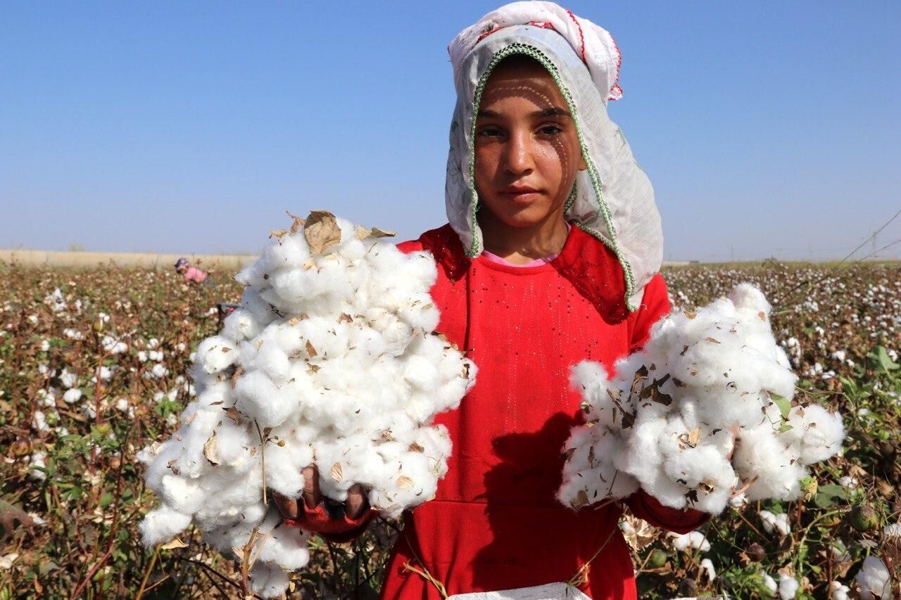 حذف ارز دولتی واردات، راهکار شکوفایی تولید داخلی پنبه است