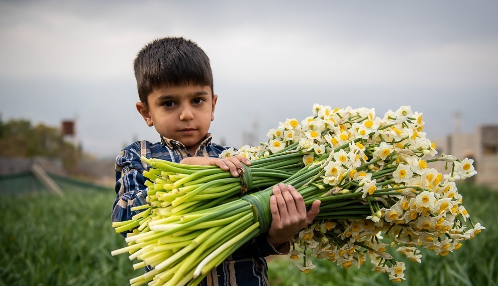 خفر، بهشت نرگسها؛ فرصتهای طلایی در سایه چالشهای خامفروشی خفر، بهشت نرگسها؛ فرصتهای طلایی در سایه چالشهای خامفروشی