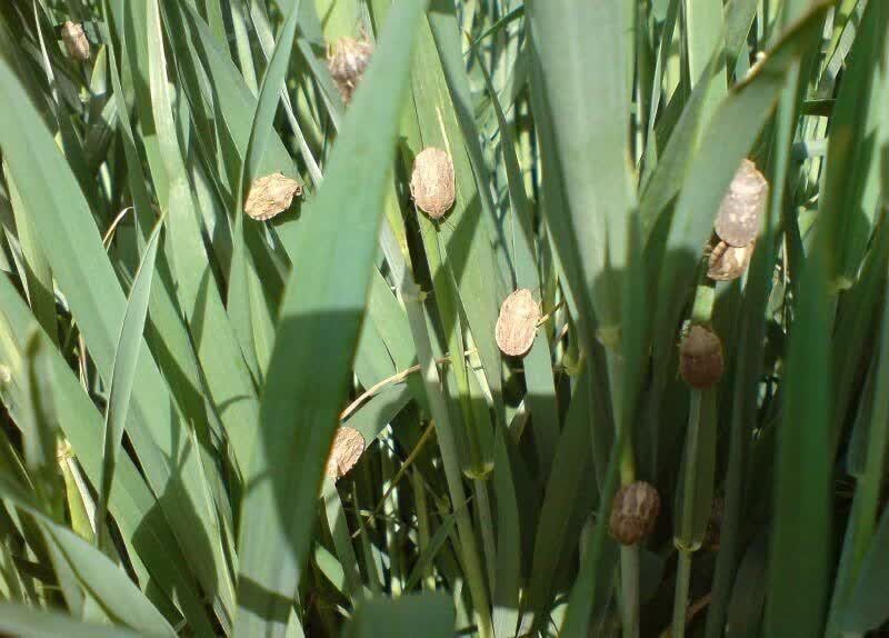 گندم محصول استراتژیک تأمین کننده امنیت غذایی کشور/ مبارزه با سن مادری گندم در بیش از ۱۴۰ هزار هکتار آذربایجانغربی انجام شد