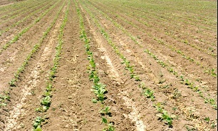 چغندر قند محصول شیرین اقتصادی، اما تهدیدی تلخ برای آب و خاک منطقه/ افزایش کاشت چغندر قند جان دریاچه ارومیه را میگیرد