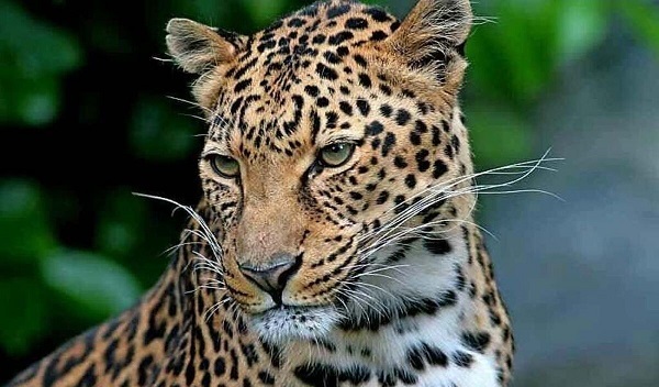 ثبت پلنگ ایرانی در پناهگاه طبیعی کوش لامرد +ویدئو