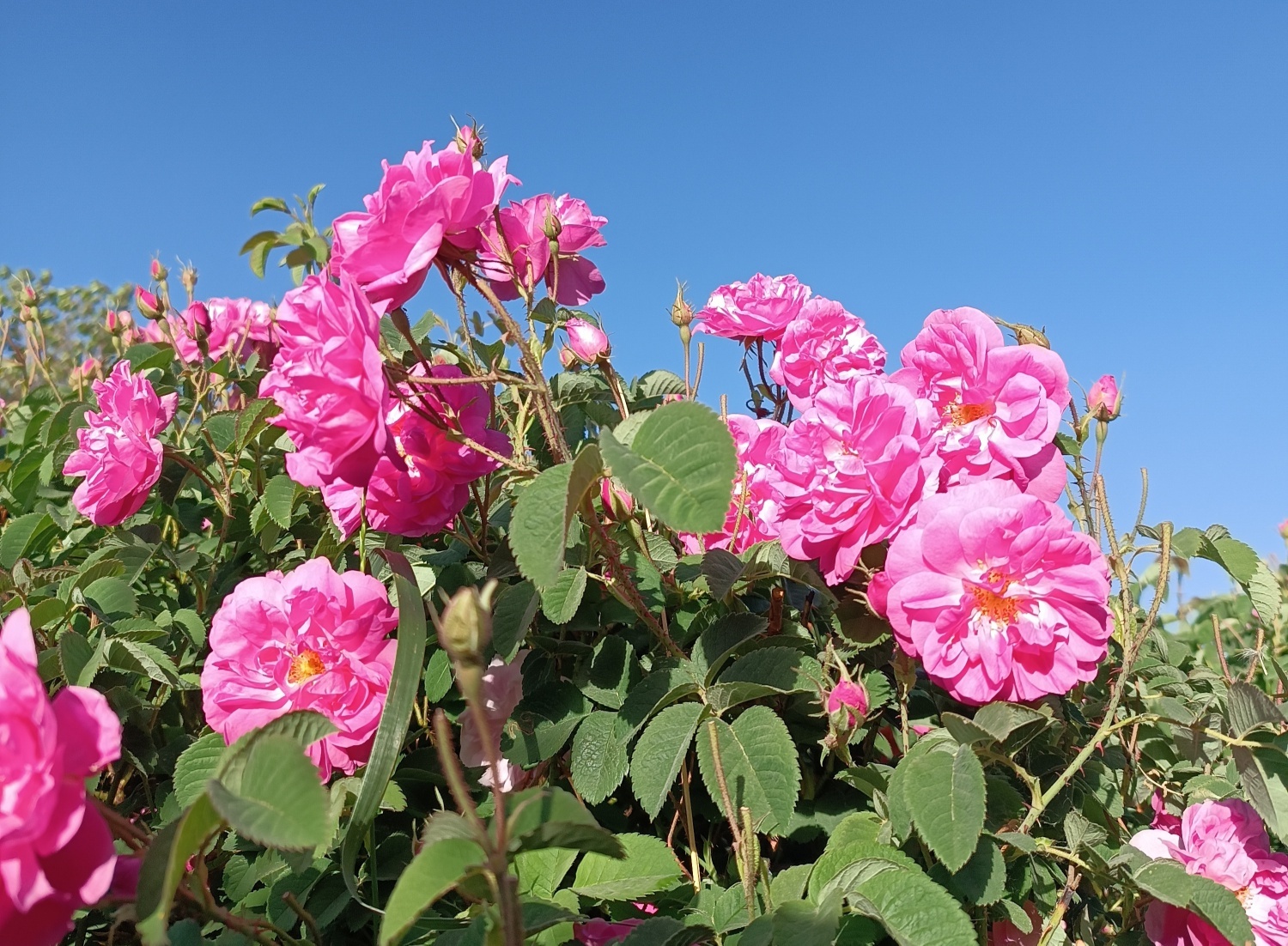 خنکترین منطقه کرمان با شهرت جهانی در عطر و طعم گلاب/لالهزار نامزد شایسته خنکترین منطقه کرمان با شهرت جهانی در عطر و طعم گلاب/لالهزار نامزد شایسته