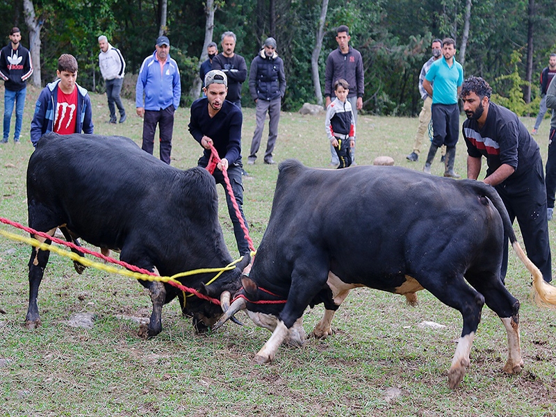 دستگیری ۳ متهم برگزاری قمار حیوانی دستگیری ۳ متهم برگزاری قمار حیوانی