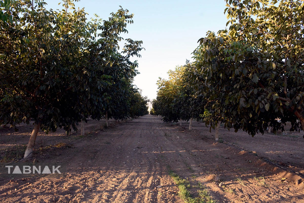 برداشت گردو اصلاح شده با دستگاه مکانیزه برداشت گردو اصلاح شده با دستگاه مکانیزه
