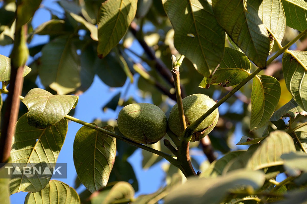 برداشت گردو اصلاح شده با دستگاه مکانیزه برداشت گردو اصلاح شده با دستگاه مکانیزه