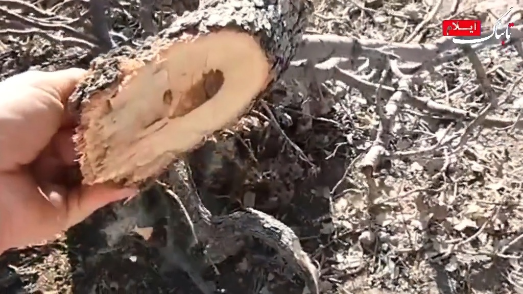 زاگرس قربانی نا آگاهی، زغال و سودجویی/ متخلفان قطع جنگل های بلوط؛ منتظر اشد مجازات باشند + فیلم زاگرس قربانی نا آگاهی، زغال و سودجویی/ متخلفان قطع جنگل های بلوط؛ منتظر اشد مجازات باشند + فیلم