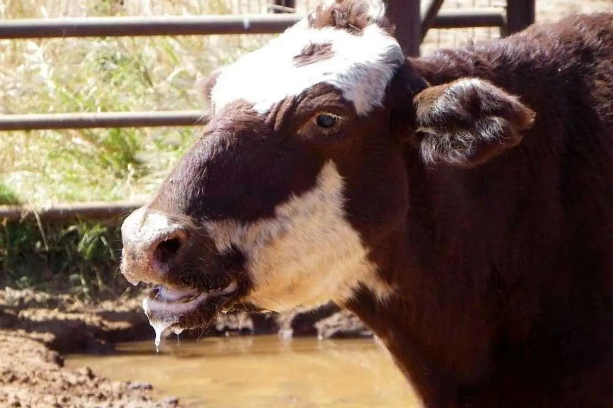 خرید و فروش دام تا پایان واکسیناسیون دوم ممنوع شد