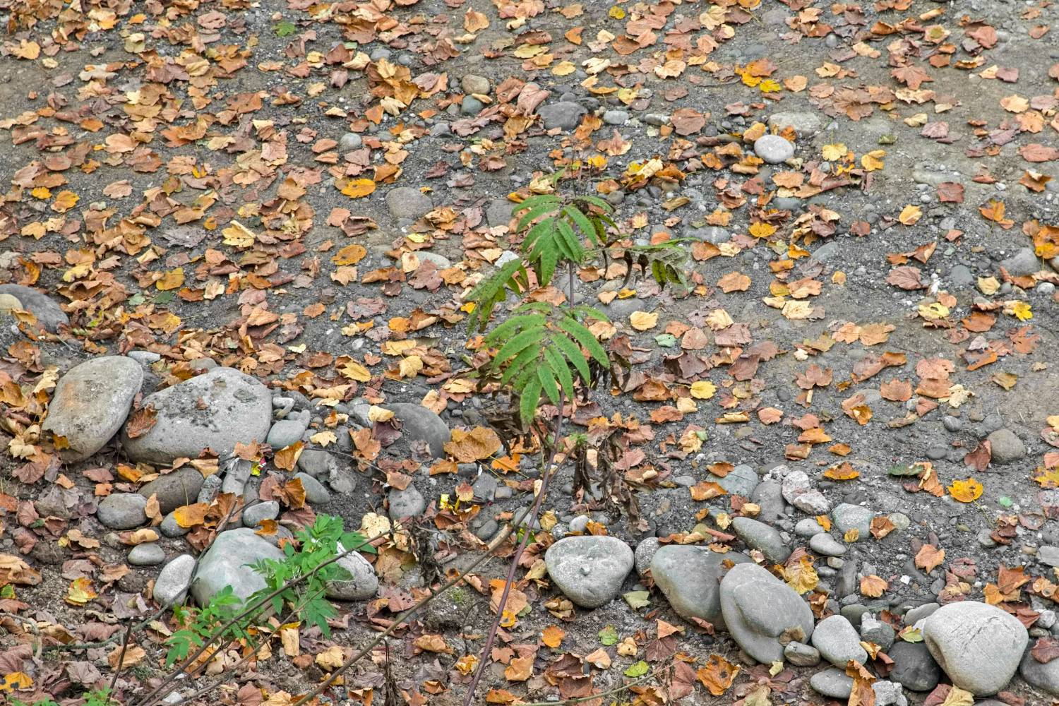 طبیعت پائیزی جنگل دالخانی و نمک آبرود مازندران