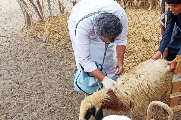 واکسیناسیون به موقع، از شیوع بیماری‌های دامی جلوگیری می‌کند