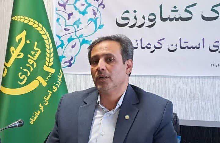 برداشت ۴۵۰۰ تن خرما از باغات استان کرمانشاه