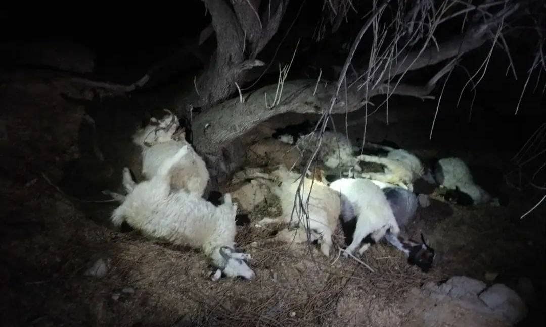 رعدوبرق در روستای میجان جیرفت چند رأس گوسفند را تلف کرد